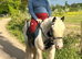 12.2hh 5year lead rein