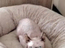 SPHYNX KITTEN FEMALE