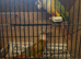 Beautiful Breeding pair of pineapple Conures