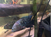 Jack Dempsey trio + breeding pair