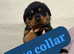 Rottweiler puppys ONLY 3 females LEFT