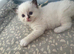 Beautiful Ragdoll type girl HCM and PKD clear