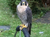 Peregrine Falcon