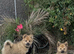 Papillon x Chihuahua Puppies