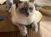 Ragdoll x Kitten