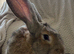Continental giant buck