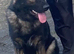 DDR German Shepherd