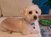 Beautiful yorkipoo