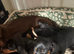Male Miniature Dachshunds