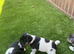 Miniature Jack Russell puppies deposit secures puppy of your choice