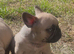 5th Generation health tested french bulldogs