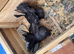 Fan tail breeding pair & 2 babies