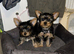 Yorkshire terrier puppy's