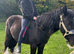 Ride and drives 12.2 cob