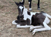 Elegant coloured yearling gelding