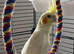 Baby Lutino cockatiel