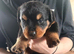 Chunky traditional Rottweiler pups