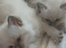 2 male ragdolls