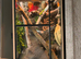 Giant Madagascan day gecko with full setup
