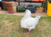 King Pigeons