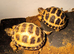 Horsfield tortoises now available for a new loving home