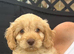 Gorgeous cockapoo boy