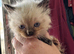 Ragdoll kitten ragdoll kittens seal