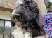 Merle miniature Poodles special colours