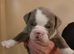 English bulldog puppies