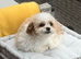Malticavapoo 14months old