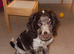 Blue roan male show spaniel