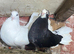 Beautiful fantail pigeons