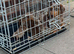Miniature dachshund