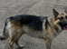 Male GSD dog