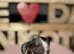 Last Stunning Miniature dachshund