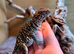 Female Proven Collard Lizards at Birmingham Reptiles