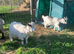 Pygmy goat wether kids.