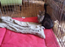 2 tabby strip kitten for sale 8 weeks old