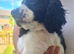 Cockerpoo f2 puppies boy