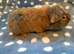 Adorable baby teddy boy