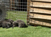 Blue German shepherd puppies