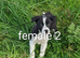 ISDS border collie pups for sale
