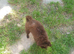 House trained chocolate Pomeranian girl and black boy ready to leave