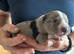 Stunning Dalmatian cross blue merle border collie
