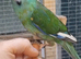 rare kakariki halfsider finger tame