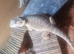 2 Bearded dragon