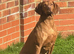 KC top lines Hungarian Vizsla Puppies
