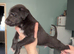 2 male beddywhippet x saluki grey pups