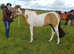 Beautiful part bred arab gelding