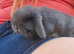 Mini lop baby
